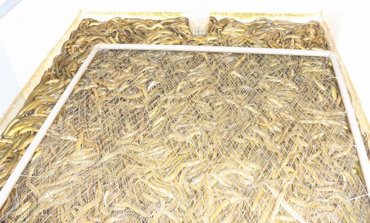 Dự kiến trong tháng 9 chị Thương sẽ xuất bán toàn bộ sản lượng. Ảnh: Thanh Nga.