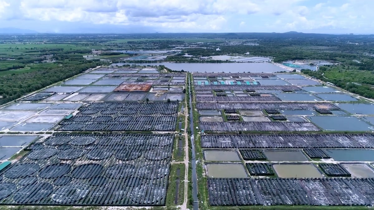 Mô hình nuôi tôm sạch rộng 300ha tại khu vực Bà Rịa - Vũng Tàu của TP.HCM là mô hình điểm về phát triển bền vững, bảo vệ môi trường. Ảnh: Lê Bình.