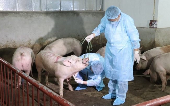 Cục Chăn nuôi và Thú y tăng cường giám sát dịch bệnh tại cơ sở, hướng dẫn địa phương xây dựng vùng an toàn dịch bệnh. Ảnh: HT. 