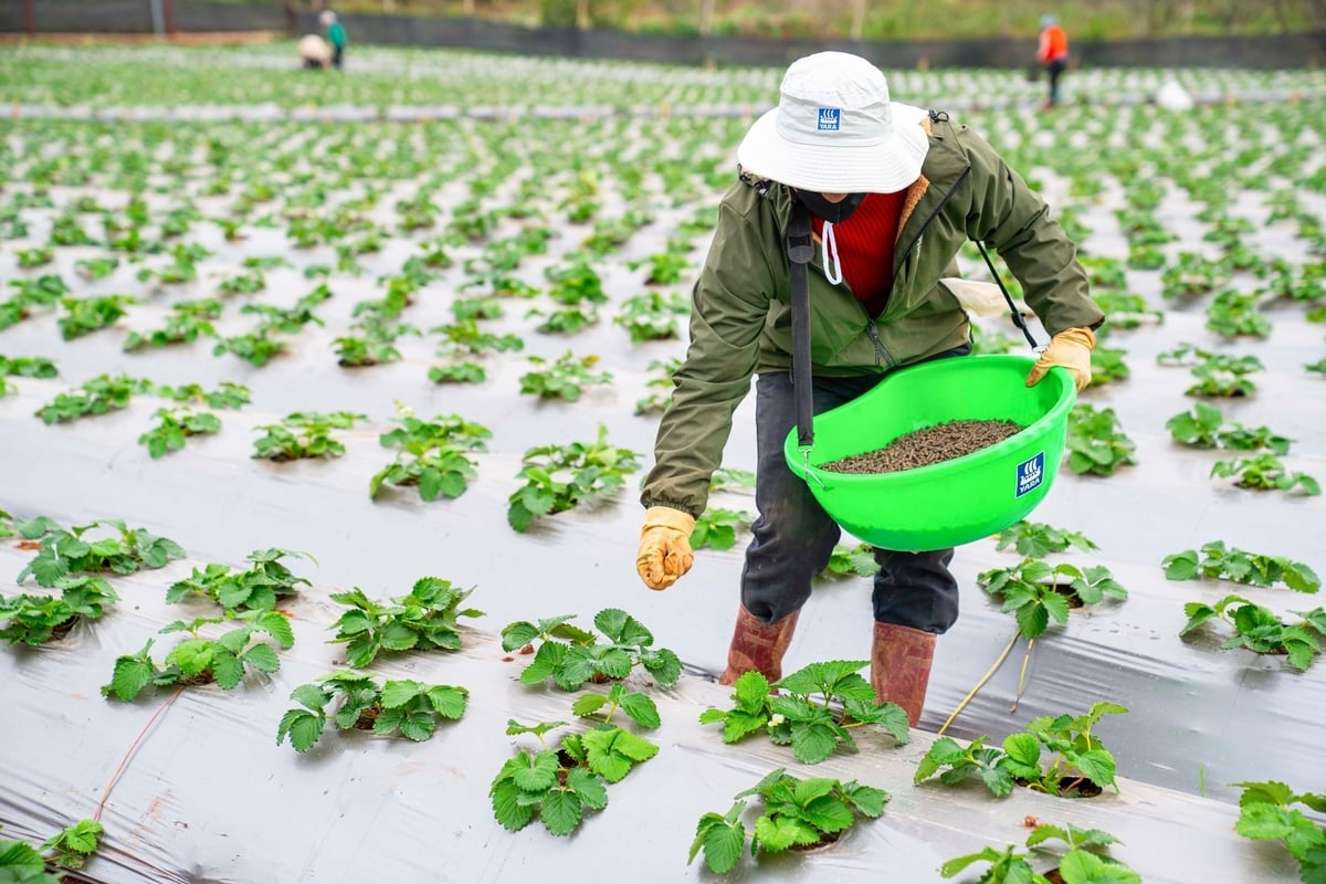 Sức khỏe đất chưa bao giờ được chú ý như hiện nay khi tập quán thâm canh và việc sử dụng nhiều hóa chất để tăng năng suất đã trở thành vấn đề nóng. 
