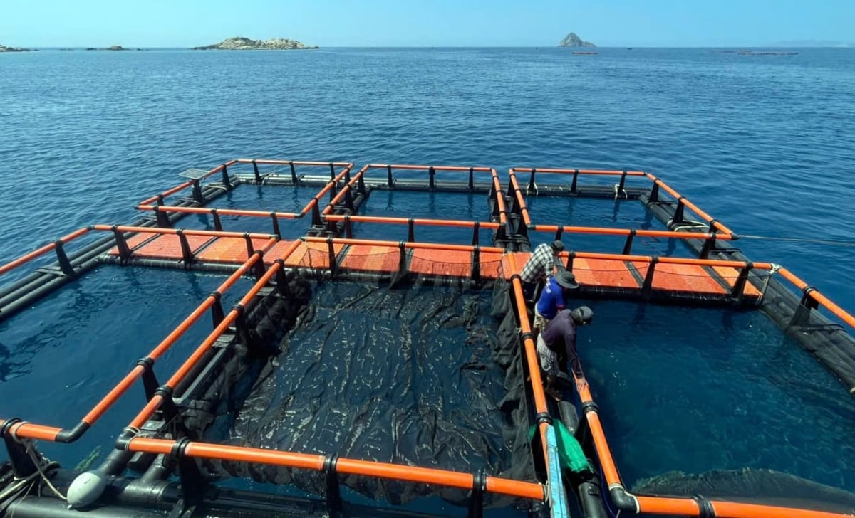 Tỉnh Khánh Hòa đang xây dựng chính sách hỗ trợ người dân chuyển đổi lồng bè. Ảnh: Kim Sơ.