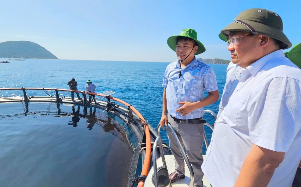 Tỉnh Khánh Hòa đang khuyến khích chuyển đổi lồng gỗ truyền thống sang lồng HDPE. Ảnh: Kim Sơ.