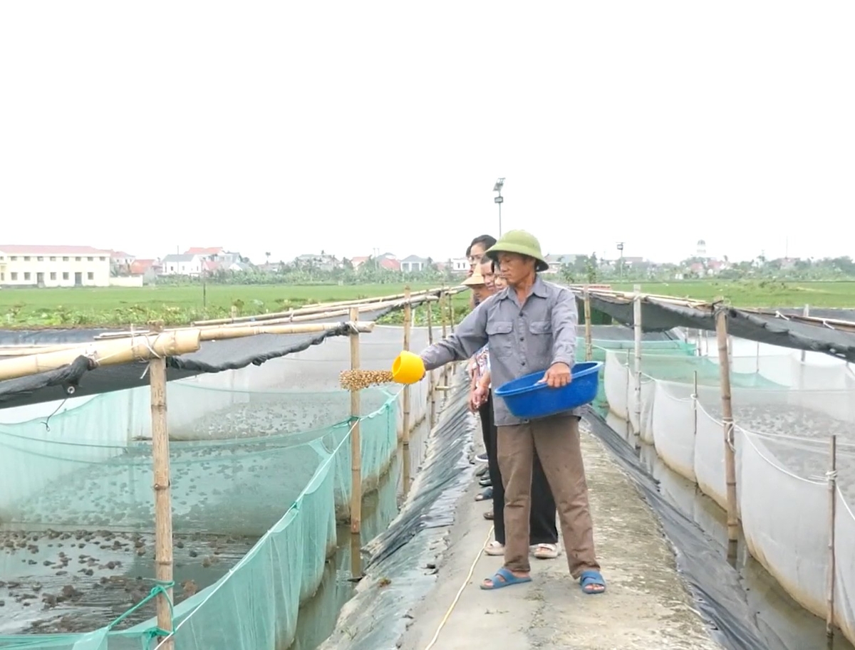Các mô hình được Trung tâm Khyến nông Hải Phòng triển khai với quy mô hơn 1.170 m2 lồng nuôi ếch, tổng diện tích 1,5 hecta ao nuôi. Ảnh: Đinh Mười.