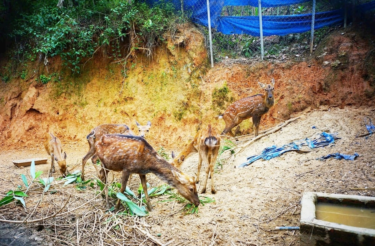 Nuôi hươu sao được xem là mô hình chăn nuôi phù hợp với điều kiện tự nhiên và tập quán canh tác của người dân bản địa miền núi Đà Nẵng. Ảnh: Lan Anh.