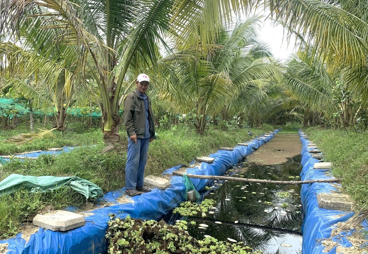 Ông Lê Ngọc Anh có thu nhập khá từ việc nuôi ốc bươu đen trong mô hình kết hợp chăn nuôi và trồng trọt. Ảnh: Lan Anh.
