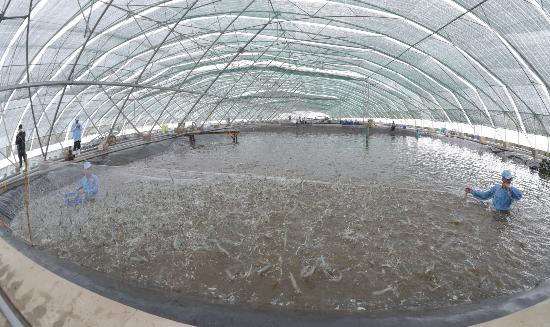 Hoạt động khoa học công nghệ trong lĩnh vực thủy sản thời gian qua đã có nhiều khởi sắc. Ảnh: Hồng Thắm.