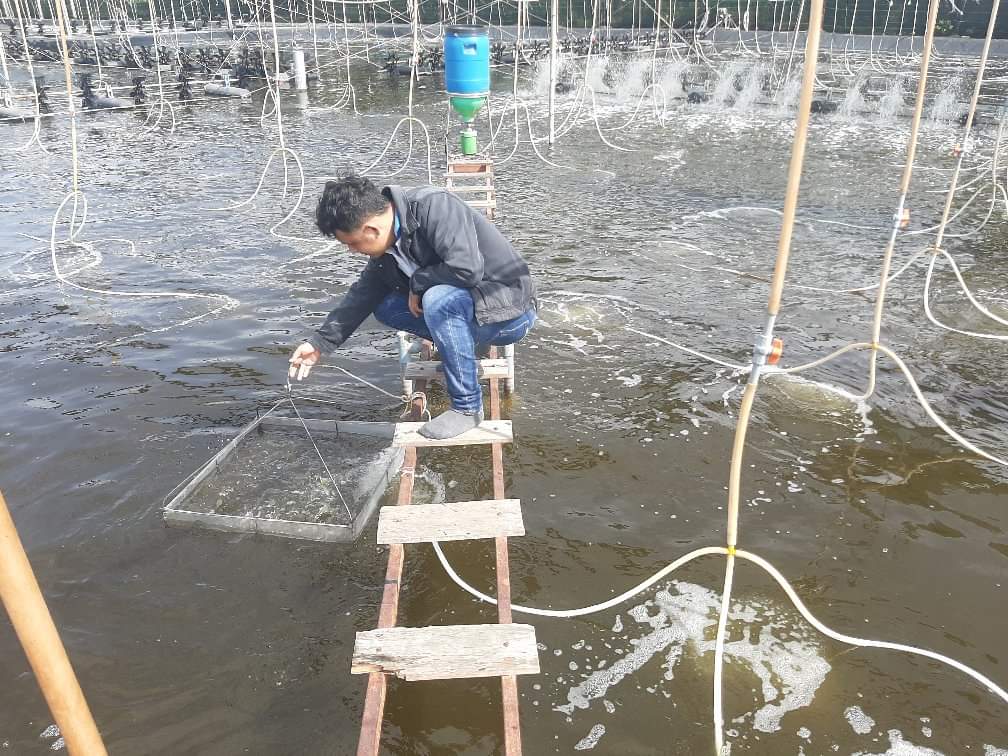 Hiện, tỉnh Cà Mau có hơn 13.000 ha nuôi tôm công nghệ cao với khoảng 10.000 hộ nuôi. Ảnh: Trọng Linh.