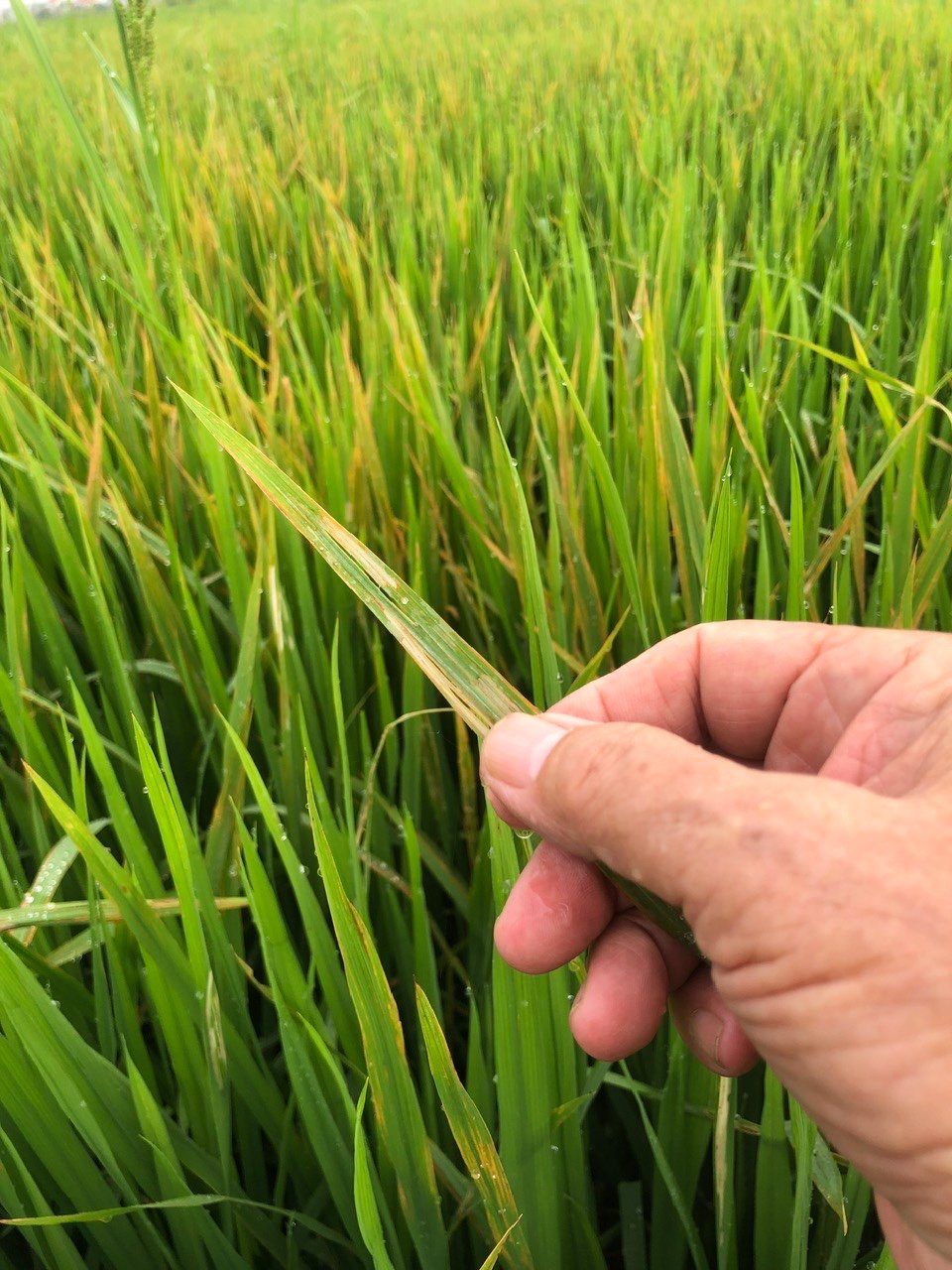 Ruộng lúa KM18 ở 4 lô đồng màu của thôn Tống Xá, xã Trần Phú bị bệnh bạc lá và đốm sọc vi khuẩn lây lan cả ruộng. Ảnh: Hữu Vân.