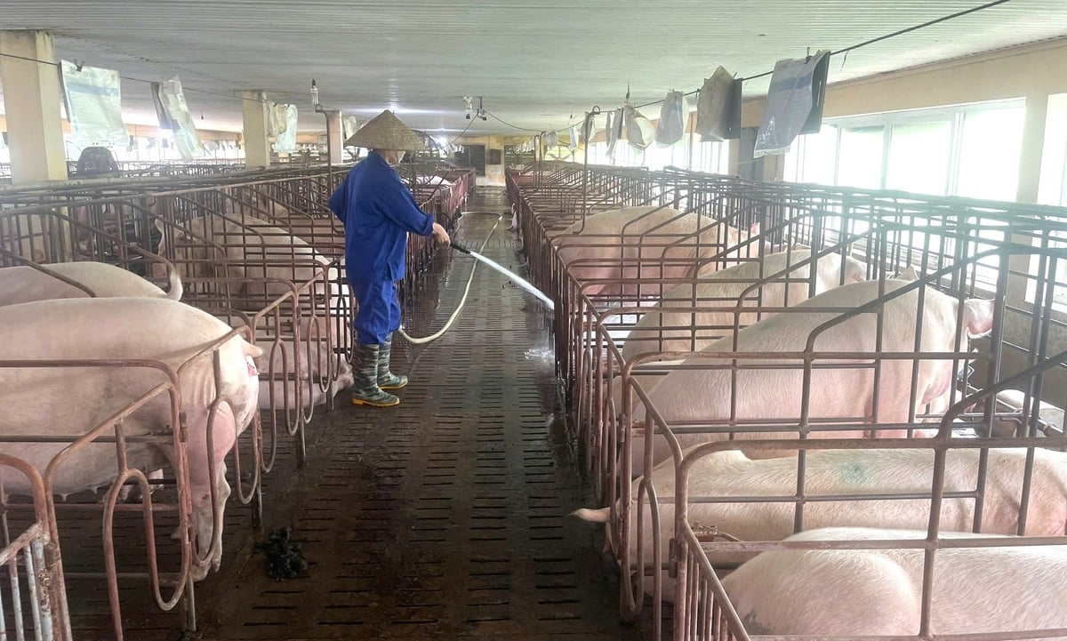 Nông dân Thái Nguyên rất quan tâm tới các mô hình chăn nuôi lợn an toàn sinh học. Ảnh: Quang Linh.