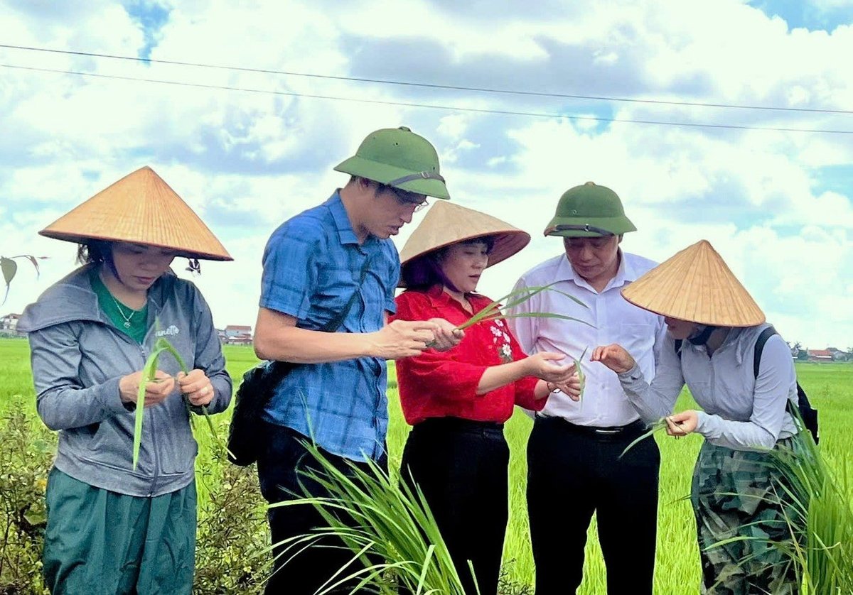 Bà Vũ Thị Lan Hương – Phó Chi cục trưởng Chi cục Trồng trọt và BVTV Hải Phòng (giữa) cùng các đơn vị chuyên môn, địa phương kiểm tra tình hình sâu cuốn lá tại phía đông Hải Phòng. Ảnh: Đinh Mười.