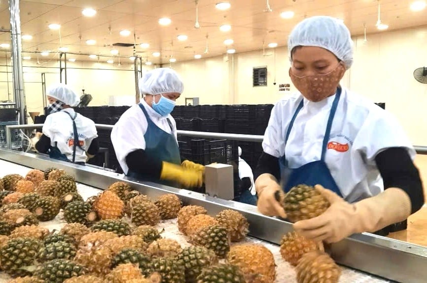 Dứa là một trong những cây trồng cho giá trị xuất khẩu cao. Ảnh: Tuấn Anh. 