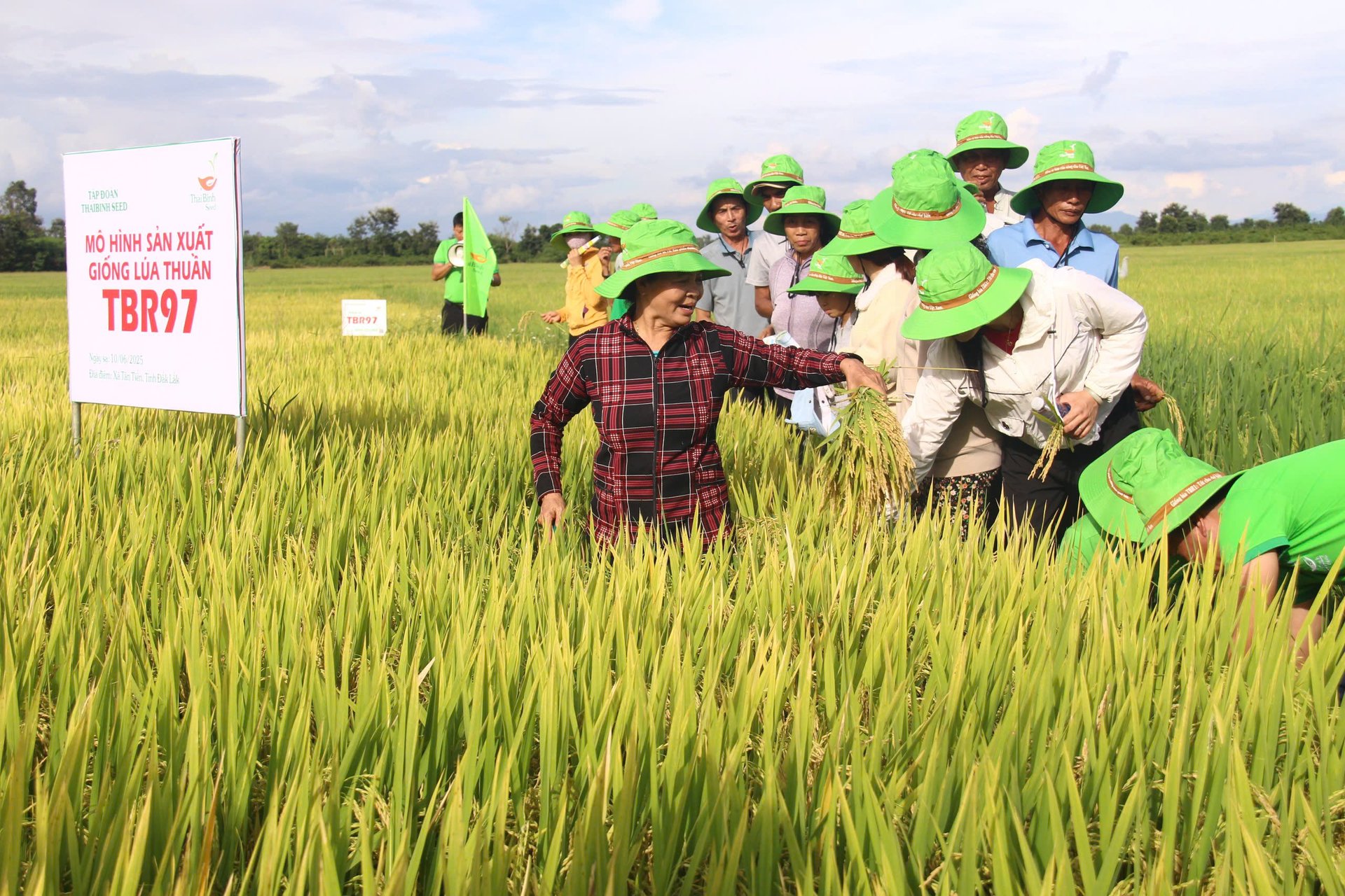 Quy trình chăm sóc TBR97 khá đơn giản, lượng phân bón cần ít, cây chống chịu tốt với sâu bệnh. Ảnh: Trần Thọ.