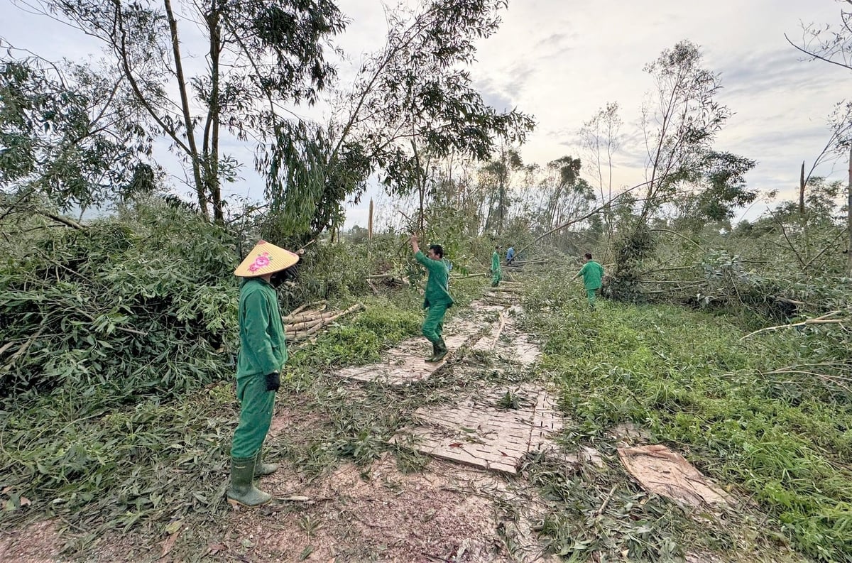 Cây xanh xung quanh trang trại bị bão đánh tan hoang. Ảnh: Hưng Phúc.