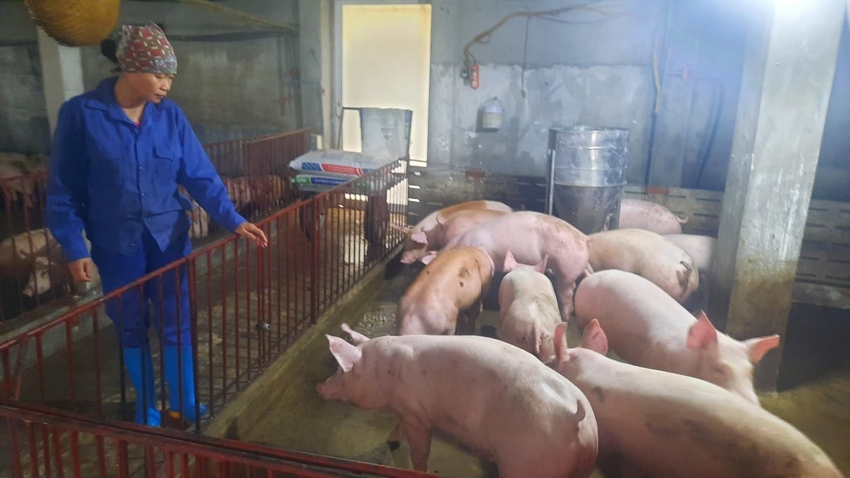 Quảng Ninh hướng đến các mô hình chăn nuôi hiện đại, khép kín, an toàn sinh học. Ảnh: Nguyễn Thành.