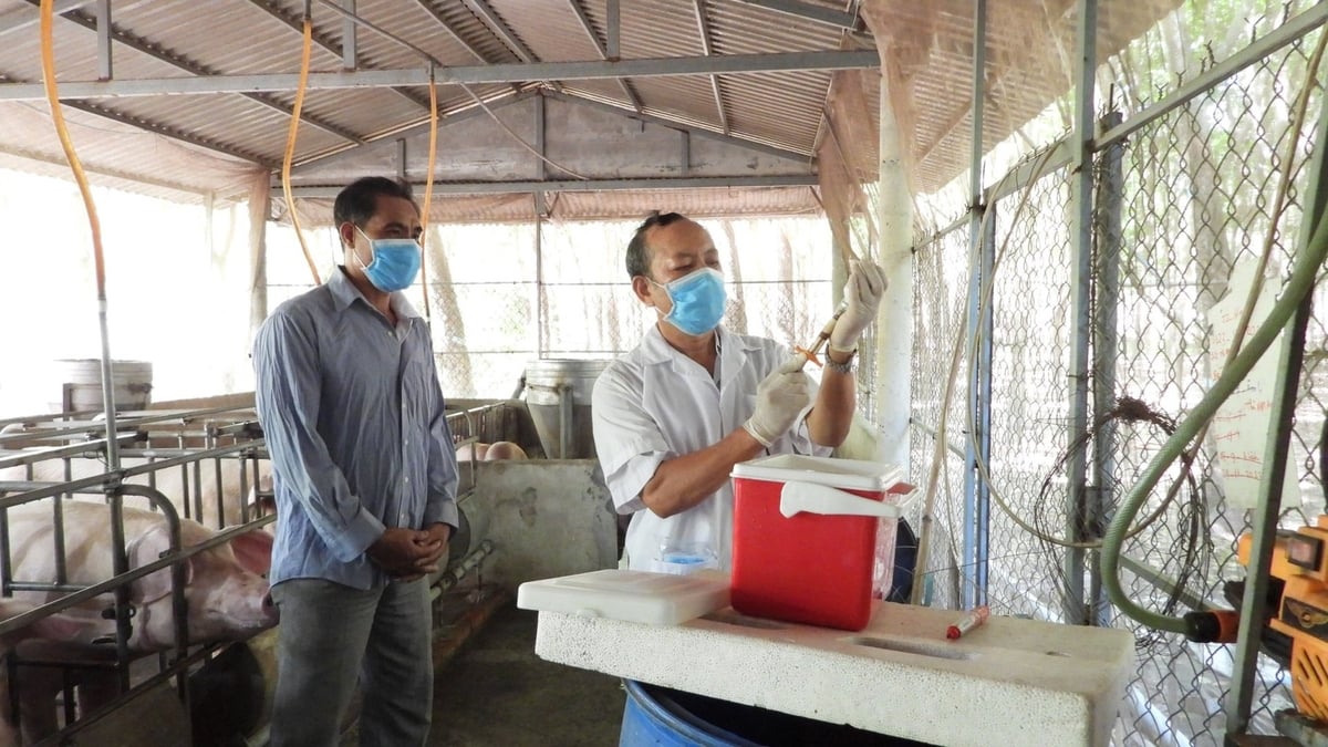 Cán bộ thú y tại trang trại heo thực hiện tiêm phòng, giải pháp quan trọng giúp giảm phụ thuộc vào kháng sinh. Ảnh: Trần Phi.