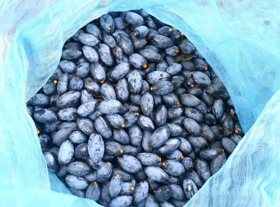 Quả trám đen có lúc giá lên tới 140 nghìn đồng/kg. Ảnh: Huy Thư.