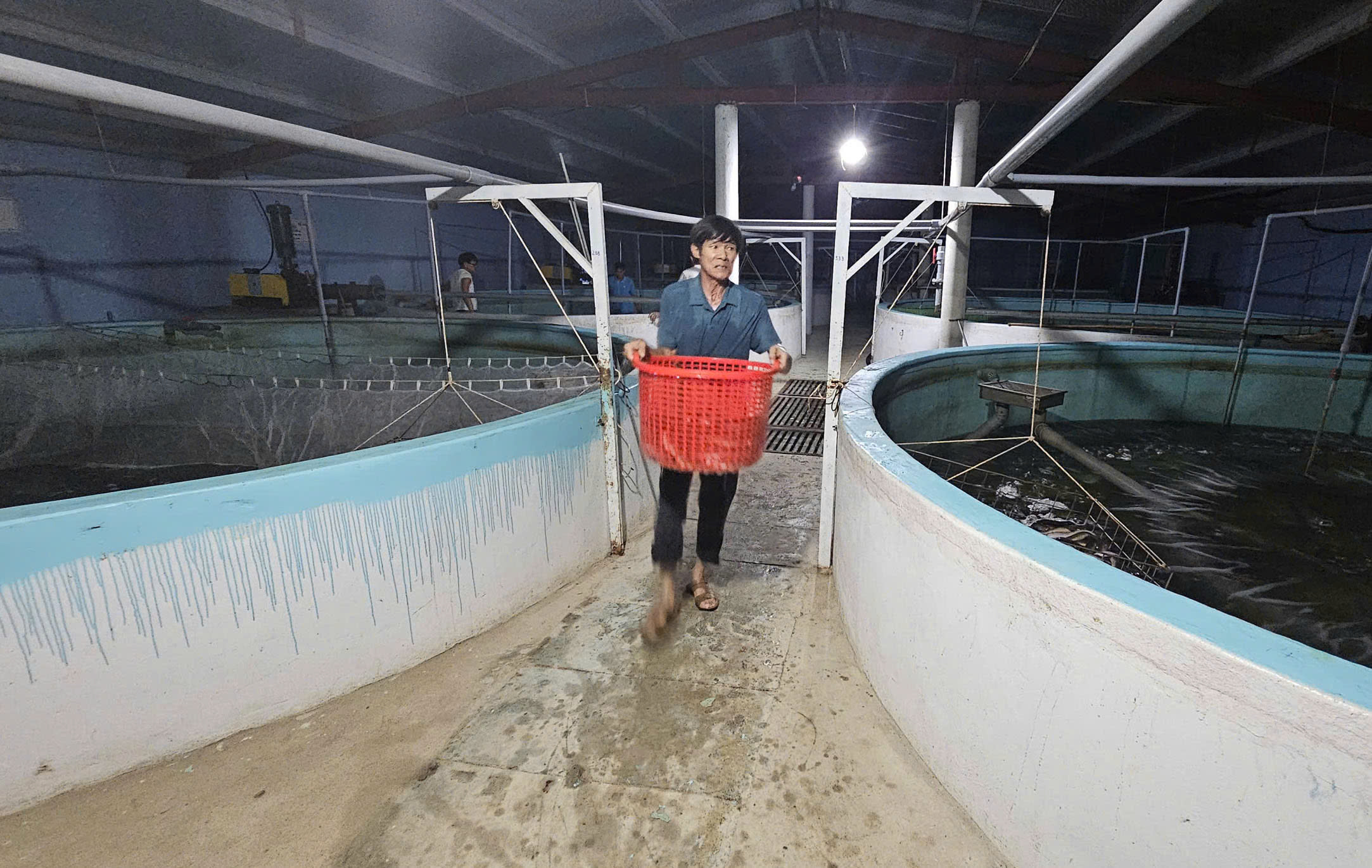 Trong khu trại nuôi cá chình công nghệ tuần hoàn sinh học. Ảnh: T. Phùng. Trong khu trại nuôi cá chình công nghệ tuần hoàn sinh học. Ảnh: T. Phùng.