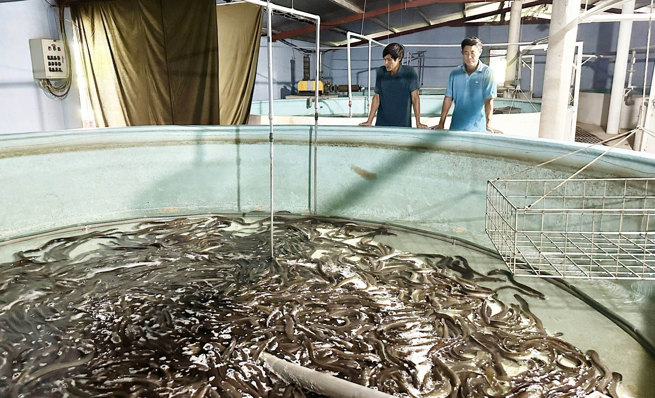 Một bể nuôi cá chình khi đã tháo cạn nước. Ảnh: T. Phùng. Một bể nuôi cá chình khi đã tháo cạn nước. Ảnh: T. Phùng.