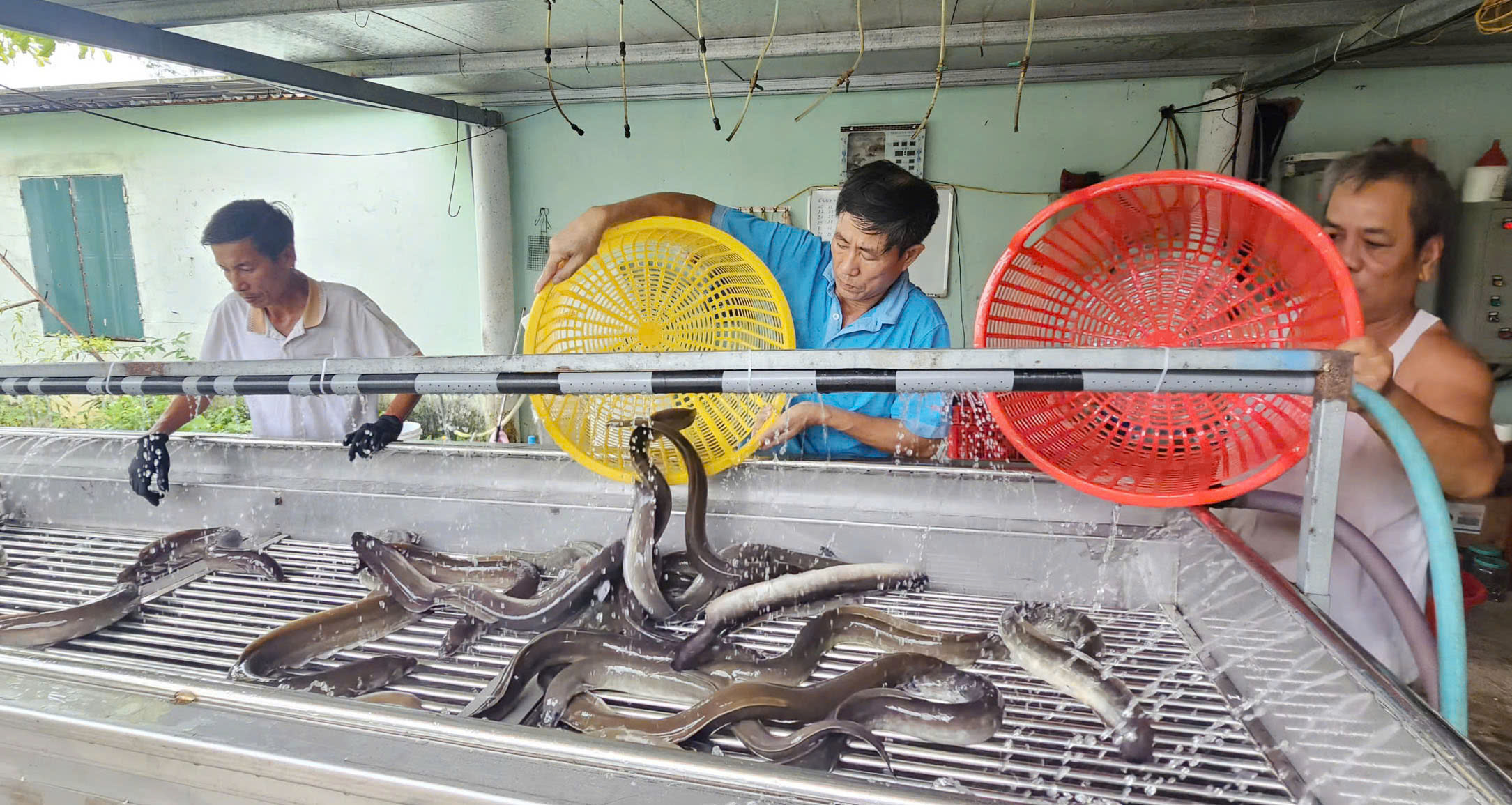 Sàng lọc cá để phân loại đồng đều. Ảnh: T. Phùng. Sàng lọc cá để phân loại đồng đều. Ảnh: T. Phùng.