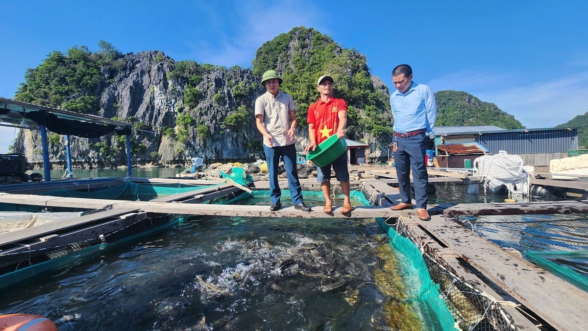 Mô hình nuôi trồng thủy sản trên vùng biển thuộc đặc khu Vân Đồn. Ảnh: Nguyễn Thành.