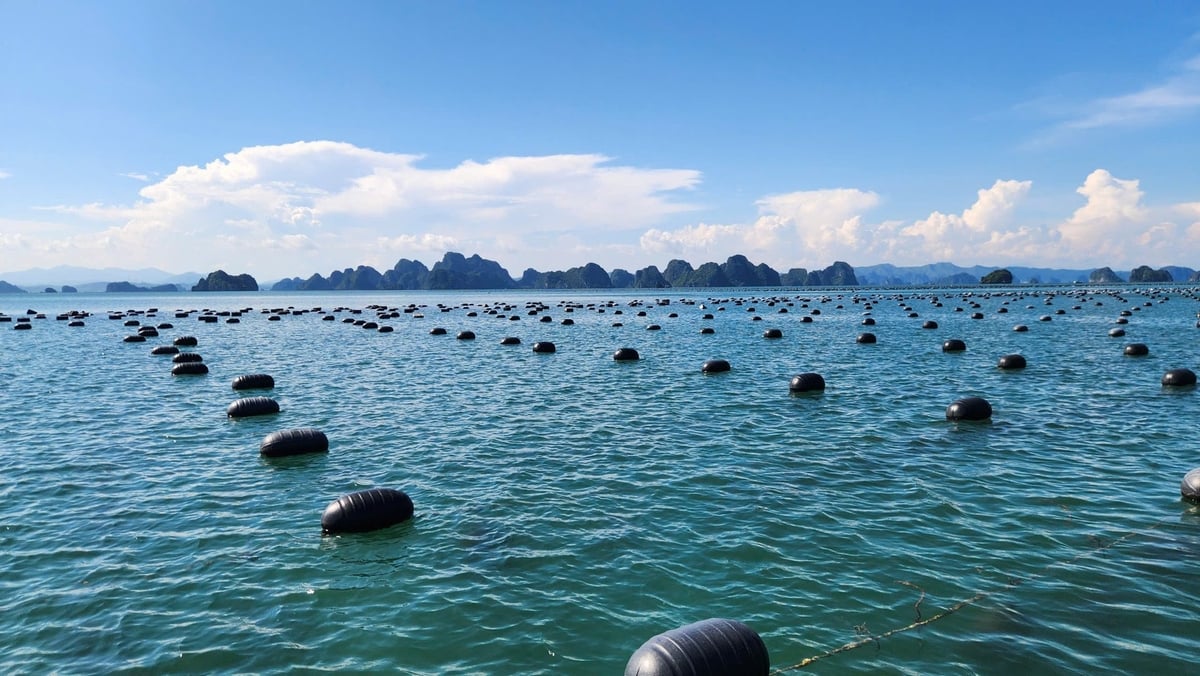 Quảng Ninh có tiềm năng và lợi thế phát triển nuôi biển hiện đại. Ảnh: Nguyễn Thành.