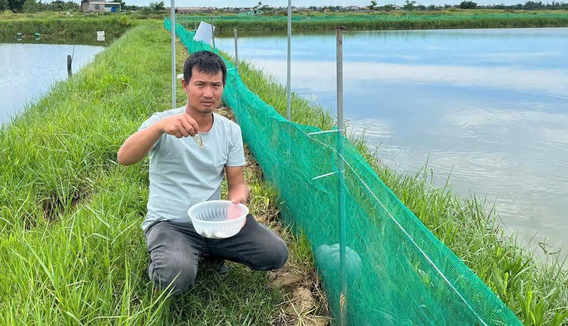 Anh Trần Văn Nam: 'Cá ngạnh dễ nuôi và có lợi nhuận cao'. Ảnh: T. Phùng. Anh Trần Văn Nam: 'Cá ngạnh dễ nuôi và có lợi nhuận cao'. Ảnh: T. Phùng.