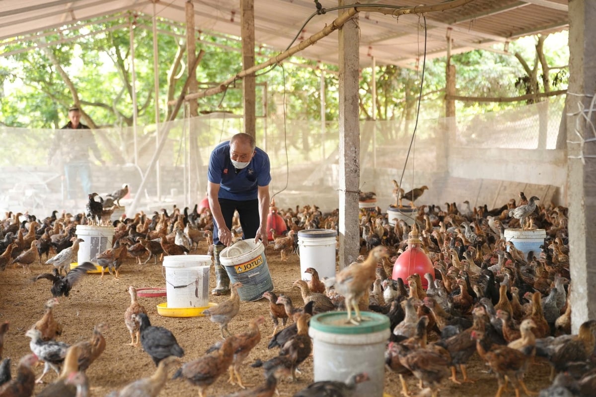 Ông Trần Văn Đồng, Hợp tác xã Gà núi Hương Sơn cho đàn gà gần 1 tháng tuổi ăn. Ảnh: Phạm Minh.