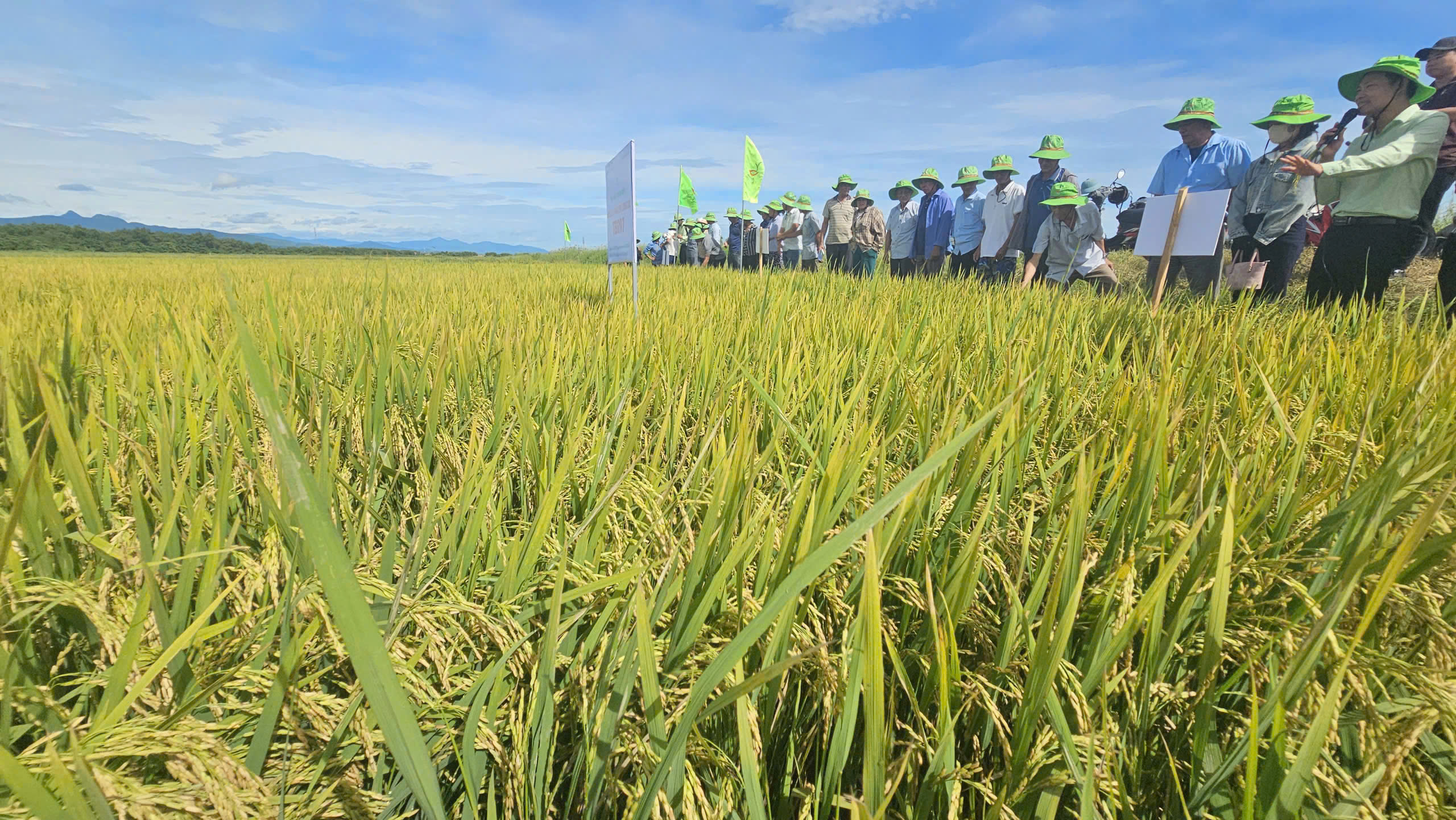 Mô hình sản xuất giống lúa TBR97 trên ruộng cát pha vụ hè thu tại HTX Vinh Nhất. Ảnh: T. Đức.