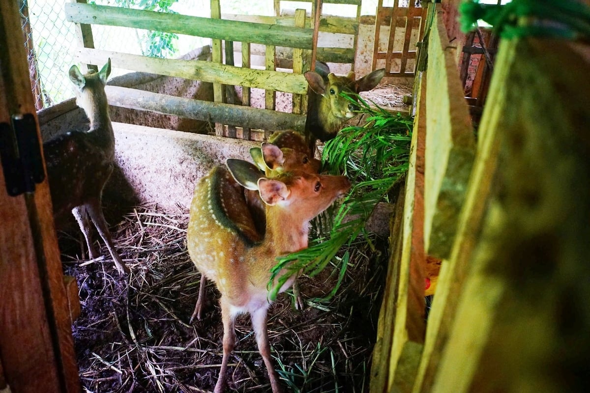 Hươu sao là loài dễ nuôi, ít dịch bệnh, tận dụng được nguồn thức ăn tự nhiên như lá cây, cỏ tại chỗ nên chi phí thấp. Ảnh: Lan Anh.