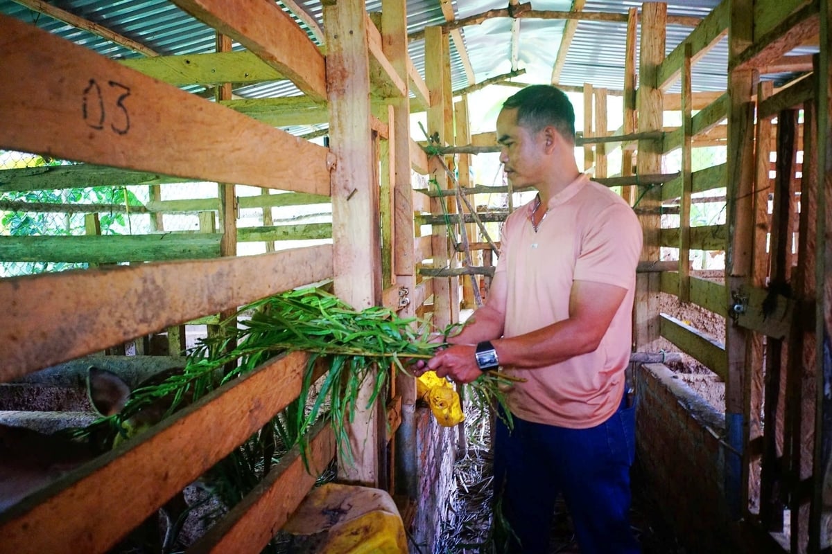 Gia đình anh BNướch Ngang hiện đang có đàn 10 hươu sao trưởng thành. Ảnh: Lan Anh.