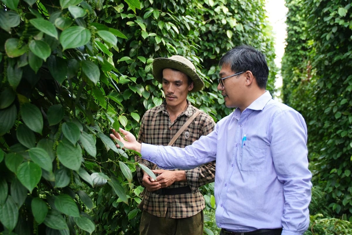 Canh tác theo hướng hữu cơ giúp vườn tiêu của anh Nguyễn Sỹ Cường phát triển tốt. Ảnh: PC. Canh tác theo hướng hữu cơ giúp vườn tiêu của anh Nguyễn Sỹ Cường phát triển tốt. Ảnh: PC.