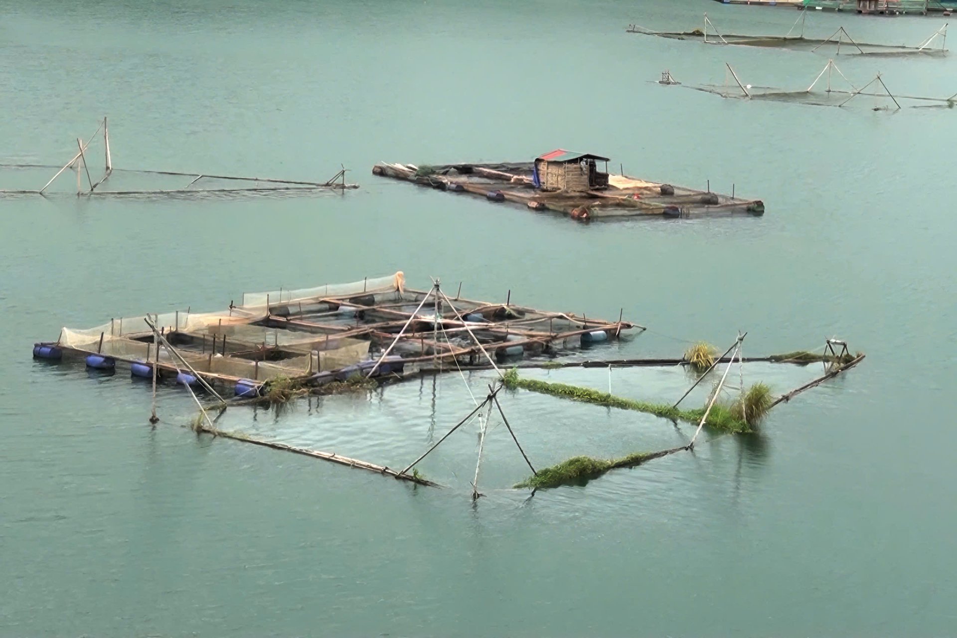 Xã Quỳnh Nhai phát huy lợi thế diện tích mặt nước rộng lớn của hồ thủy điện Sơn La cho nghề nuôi cá lồng. Ảnh: Nguyễn Nga.