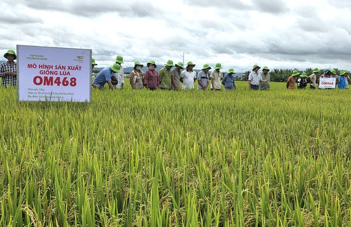 Nông dân hào hứng khi tham quan mô hình sản xuất giống lúa OM468 tại cánh đồng Bôn Hoai. Ảnh: Tuấn Anh. Nông dân hào hứng khi tham quan mô hình sản xuất giống lúa OM468 tại cánh đồng Bôn Hoai. Ảnh: Tuấn Anh.