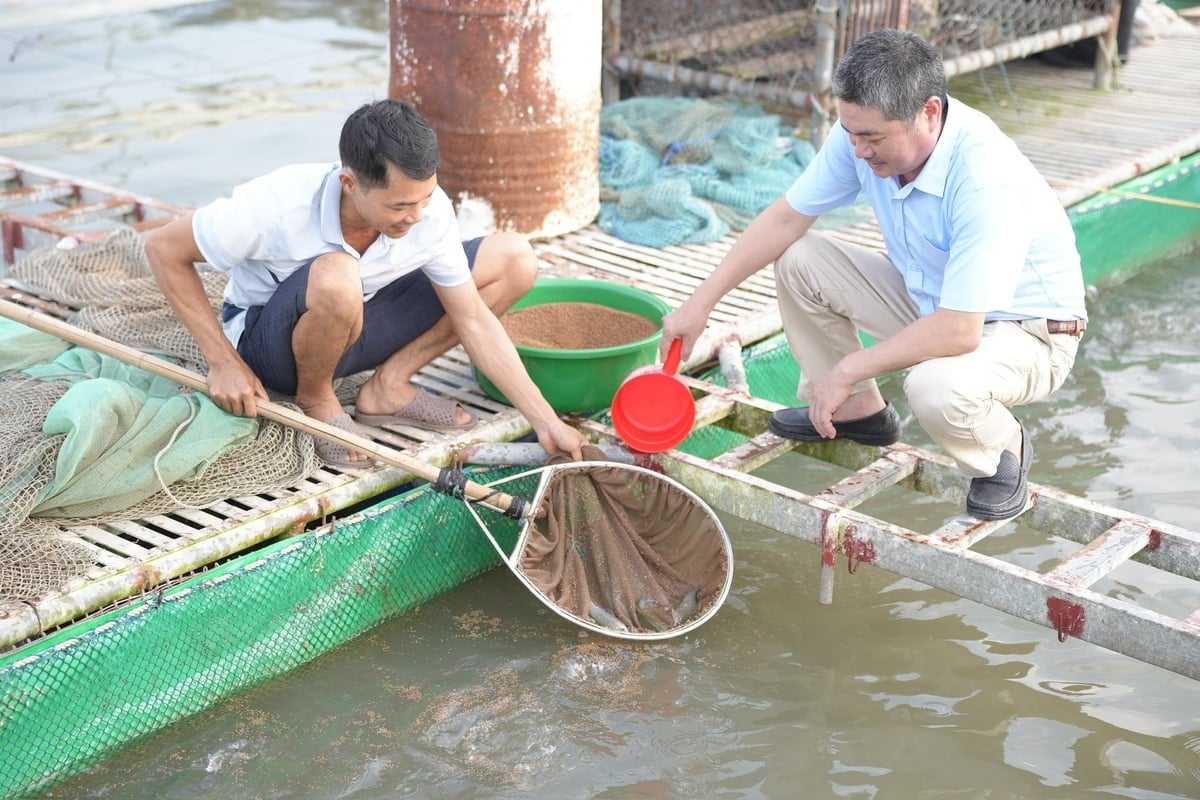 Cá bỗng được xem là hướng đi lâu dài và là cơ hội đột phá kinh tế của gia đình anh Việt. Ảnh: Phạm Minh. Cá bỗng được xem là hướng đi lâu dài và là cơ hội đột phá kinh tế của gia đình anh Việt. Ảnh: Phạm Minh.