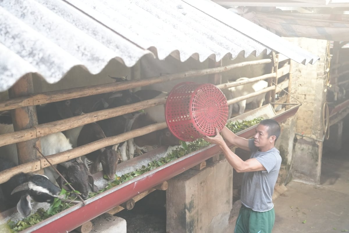 Anh Nguyễn Văn Thường – con trai cả ông Hùng đang cho đàn dê ăn lá sấu, gom từ các hộ dân trong thôn. Ảnh: Phạm Minh.