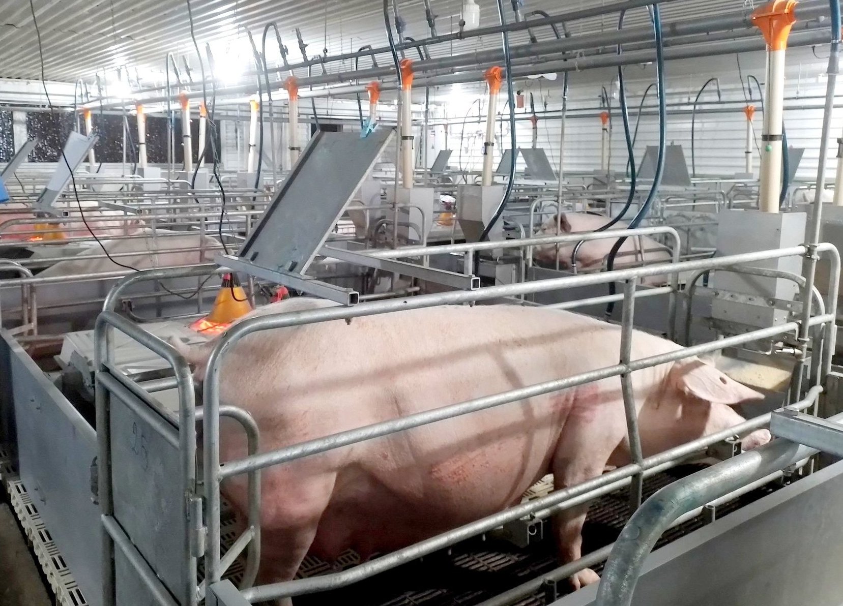 Ngành chăn nuôi Đắk Lắk tiếp tục tăng trưởng. Ảnh: KS.