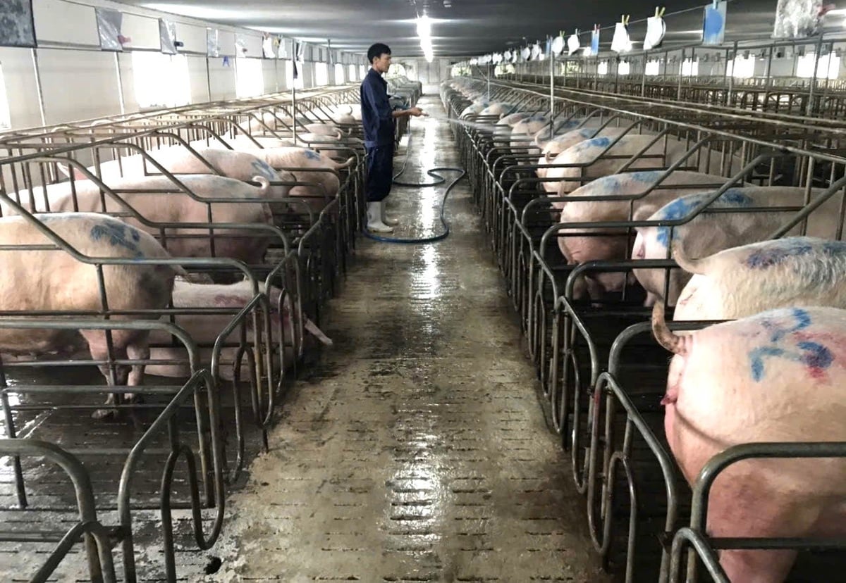 Gia Lai đẩy mạnh chăn nuôi trang trại ứng dụng công nghệ cao. Ảnh: V.Đ.T.