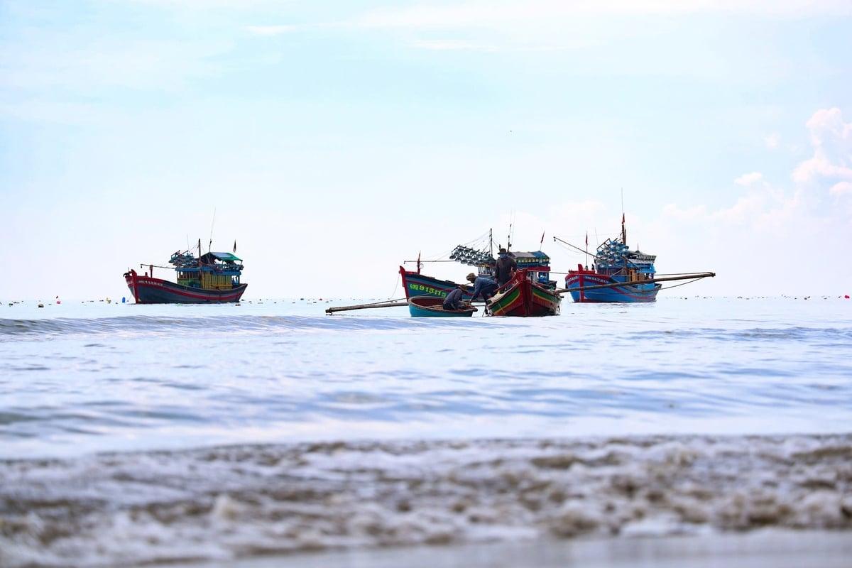 Từ sáng sớm, nhiều ghe thuyền khai thác ruốc biển ở Tịnh Khê, Quảng Ngãi tập nập vào bờ để bán cho thương lái. Ảnh: L.K. Từ sáng sớm, nhiều ghe thuyền khai thác ruốc biển ở Tịnh Khê, Quảng Ngãi tập nập vào bờ để bán cho thương lái. Ảnh: L.K.