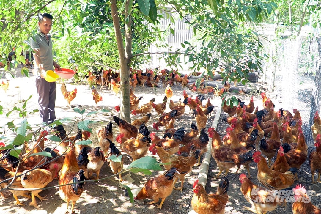 Chăn nuôi hữu cơ gắn với xây dựng thương hiệu sản phẩm là xu thế tất yếu. Ảnh: Võ Dũng. Chăn nuôi hữu cơ gắn với xây dựng thương hiệu sản phẩm là xu thế tất yếu. Ảnh: Võ Dũng.