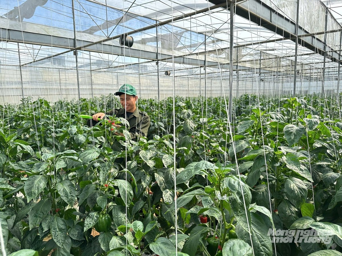 Anh Trịnh Việt Cường trong vườn ớt chuông. Ảnh: Hải Tiến. Anh Trịnh Việt Cường trong vườn ớt chuông. Ảnh: Hải Tiến.