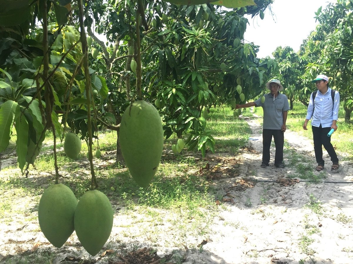 Xoài cát Hòa Lộc được trồng nhiều tại vùng Đông Gia Lai. Ảnh: V.Đ.T.