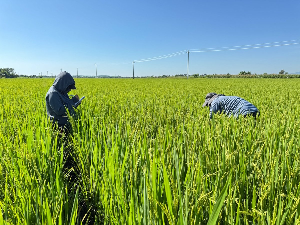 Cán bộ Trung tâm Trồng trọt và Bảo vệ thực vật miền Trung điều tra tình hình sâu bệnh trên ruộng lúa áp dụng mô hình IPHM. Ảnh: L.K.