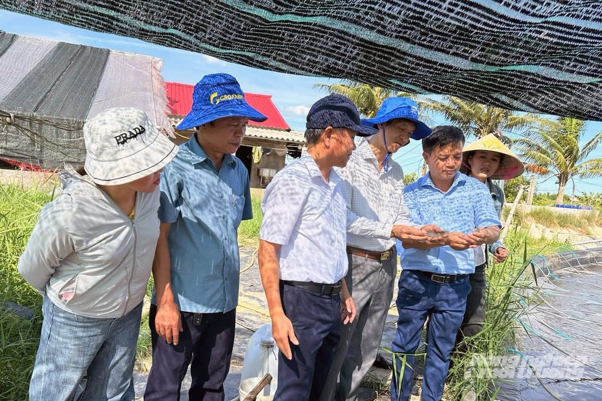 Kiểm tra mô hình nuôi tôm 2 giai đoạn tại xã Vĩnh Thủy. Ảnh: Võ Dũng.