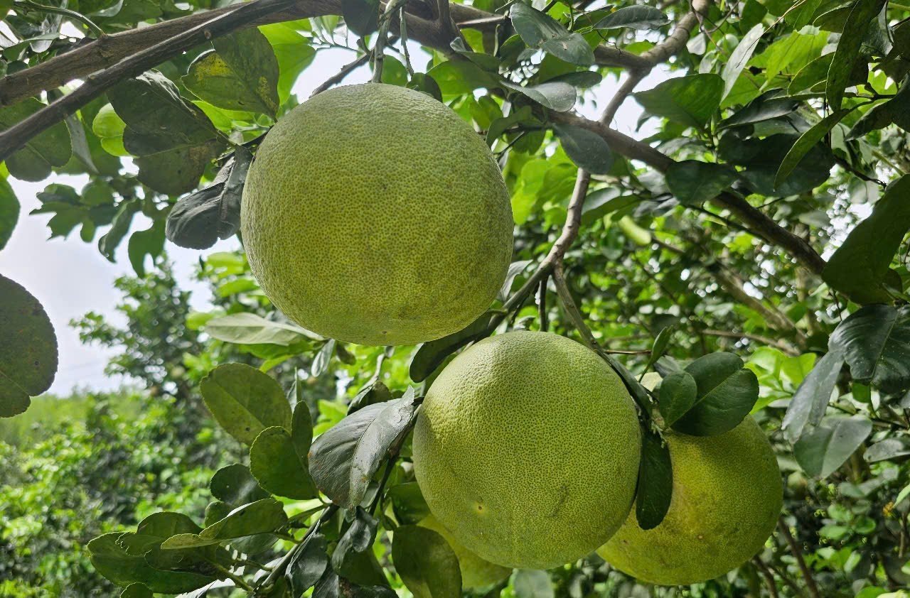 Bưởi da xanh trồng ở khu vực Khánh Vĩnh, tỉnh Khánh Hòa cho chất lượng rất ngon. Ảnh: Kim Sơ.