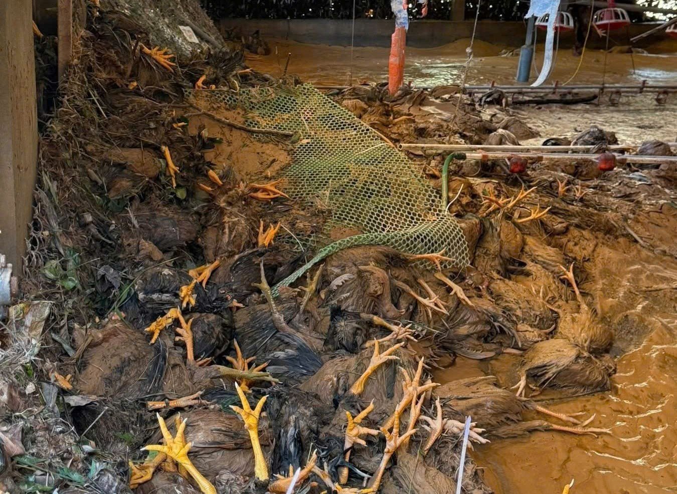 Môi trường sau lũ tiềm ẩn nguy cơ dịch bệnh trên người và động vật (chụp tại xã Văn Hán, Thái Nguyên). Ảnh: Quang Linh.