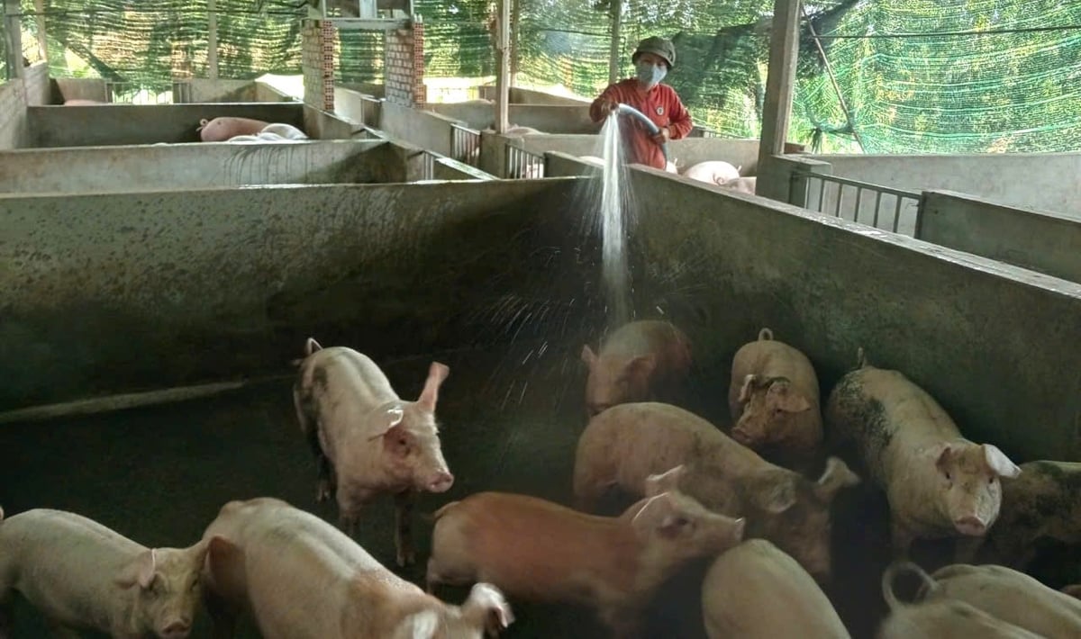 Dịch bệnh ổn định, người nuôi heo ở Gia Lai đang tái đàn để cung ứng thị trường dịp Tết. Ảnh: V.Đ.T.