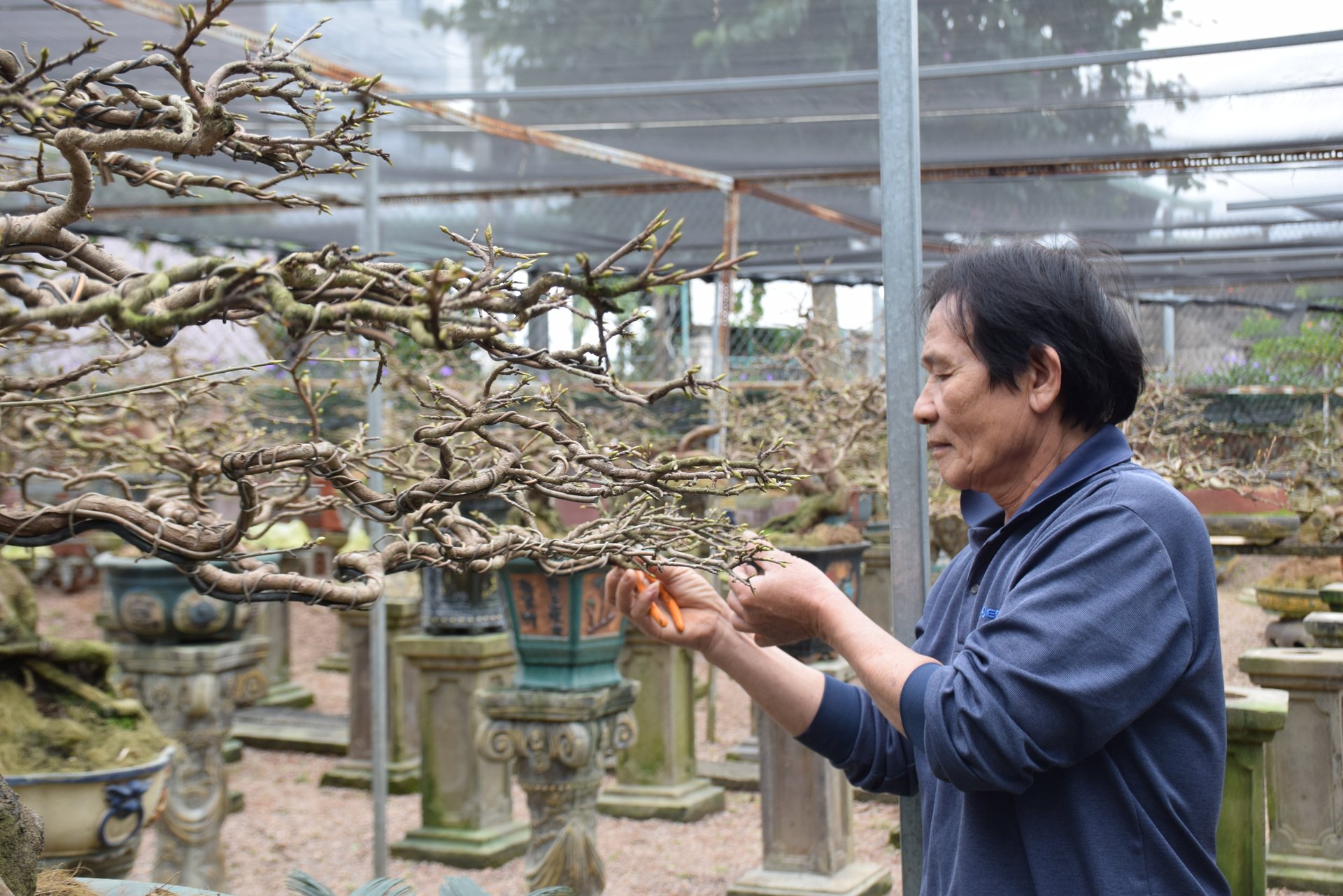 Cây mai cảnh nằm trong chậu có ít đất được bón phân hữu cơ, cây sẽ phát triển khỏe, sống thọ và đặc biệt là đất được bổ sung dinh dưỡng. Ảnh: V.Đ.T.