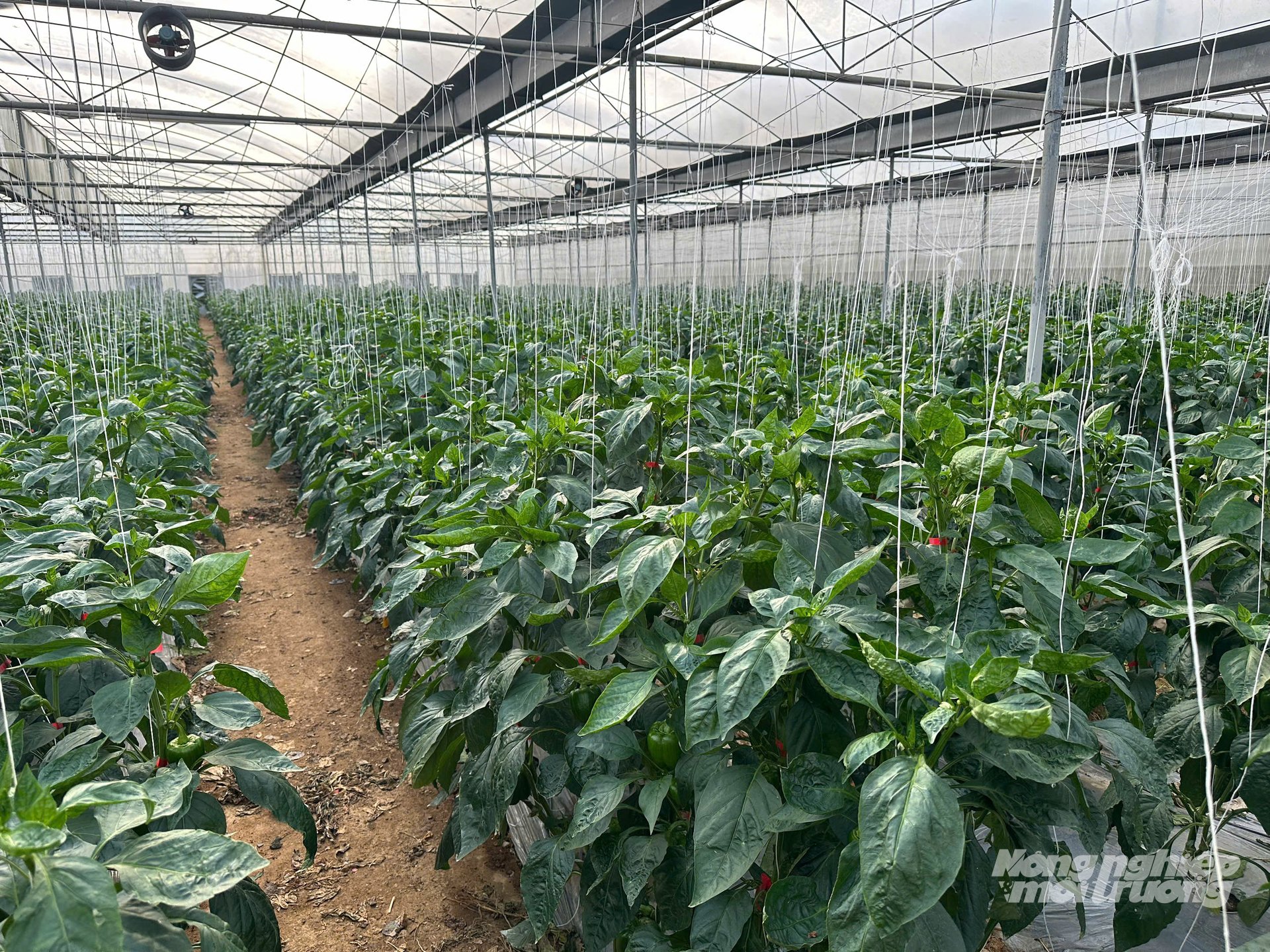 Nhà kính trồng ớt chuông của anh Cường và anh Khả. Ảnh: Hải Tiến. Nhà kính trồng ớt chuông của anh Cường và anh Khả. Ảnh: Hải Tiến.
