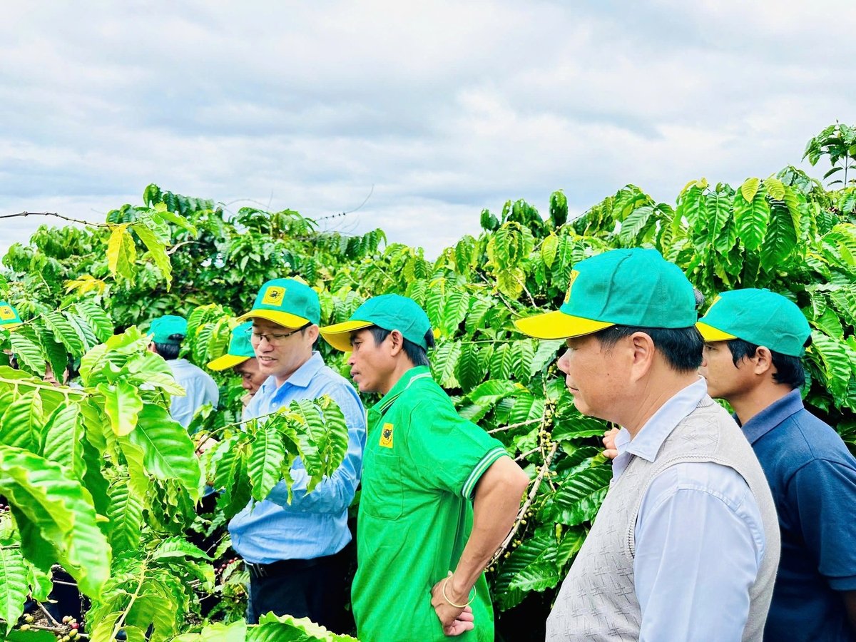 Công tác khuyến nông đã ghi dấu ấn ở một số mô hình, dự án cây trồng chủ lực tại Tây Nguyên. Công tác khuyến nông đã ghi dấu ấn ở một số mô hình, dự án cây trồng chủ lực tại Tây Nguyên.