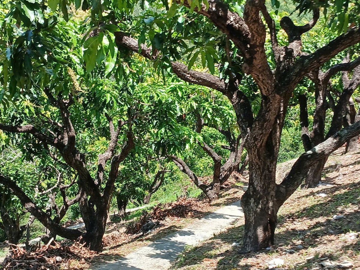 Nông dân Nam Trung Bộ đã rành cắt tỉa cành xoài sau thu hoạch, xử lý ra hoa tập trung. Ảnh: V.Đ.T.